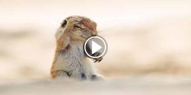 Çılgın hayvanları hiç bu şekilde görmediniz...