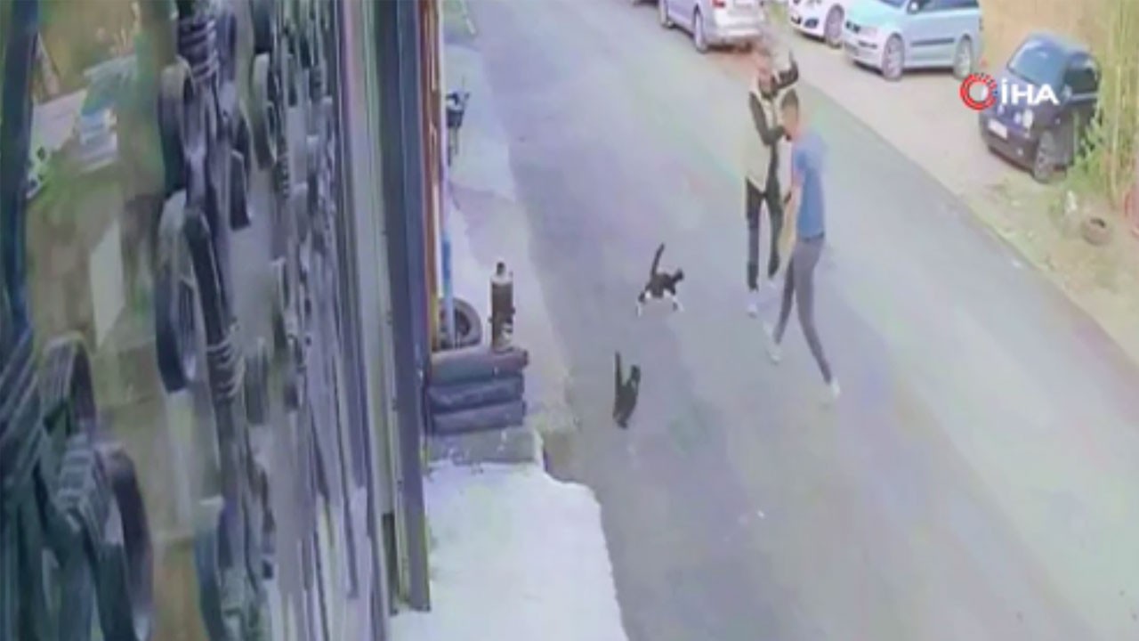 Çılgın kedilerin köpeğe saldırmasının sebebi ortaya çıktı