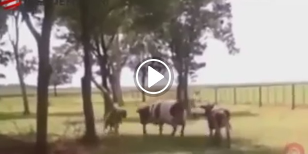 Çılgın koyun kafa attığı ineği bayılttı!