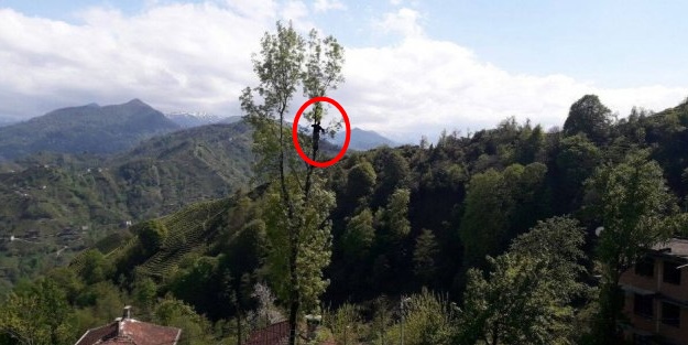 Çılgın Rizeli! 70 metrelik ağaçlara tırmanıp...