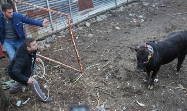 Çılgına dönen boğa 5 kişiyi yaraladı