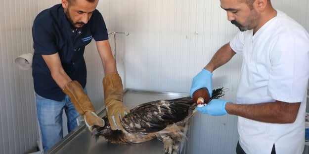 Cilo Dağı'nda bulundu! Eşine rastlamak zor