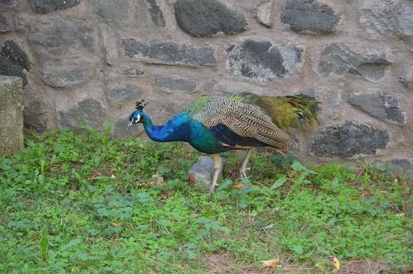 CİMER'e şikayet edildi! Türkiye'nin konuştuğu o tavus kuşu