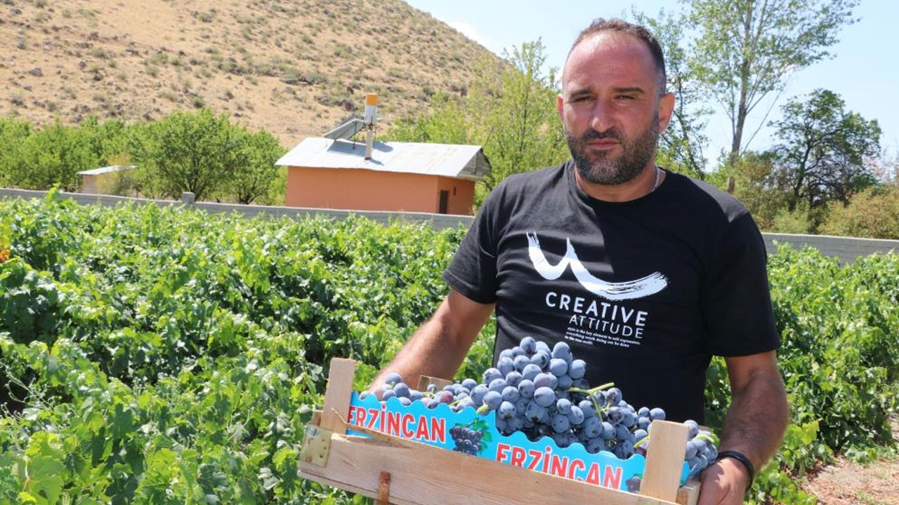 Cimin üzümü hastalıklara şifa oluyor