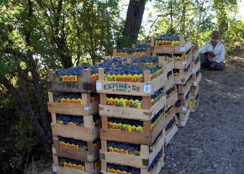 Cimin Üzümünün faydaları saymakla bitmiyor 
