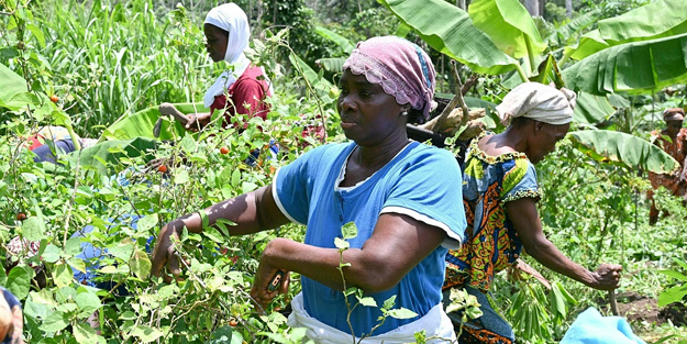 Çin, Afrika’dan daha fazla tarım ürünü almak için ‘yeşil kanal’ kuruyor!