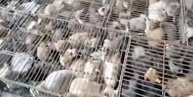 Çin hala akıllanmıyor! 'Yemek' için kafeslerde tutulan 700 kedi bulundu