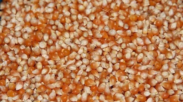 Cin mısırı ithalatında gözetim uygulaması