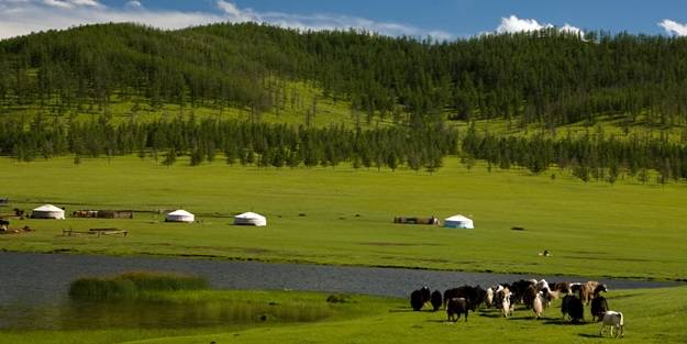 Çin, Moğolistan’ı mera olarak kullanıyor!