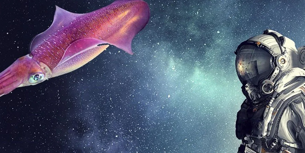 Çin uzaya şempanze yerine balık gönderecek! Tebessüm ettiren şok karar: Bu projenin arkasında amaç ne?