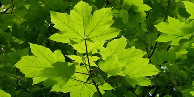 Çınar ağacının yaprağı çok faydalı