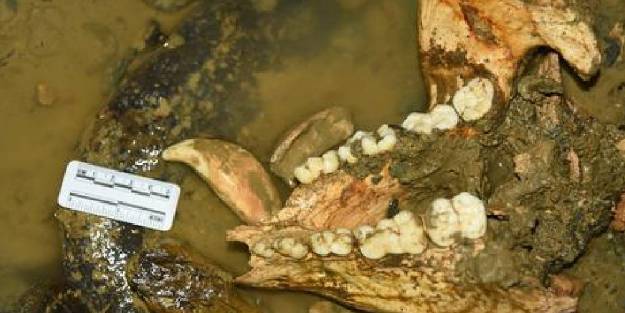 Çin'de 102 bin yıllık dev panda fosili bulundu