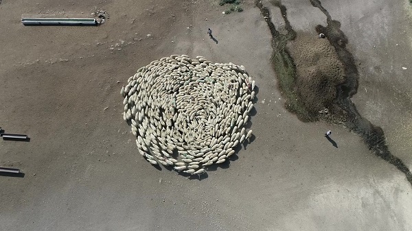 Çin'de 12 gün boyunca devam etmişti! Bu kez koyun sürüsü Türkiye'de böyle görüntülendi