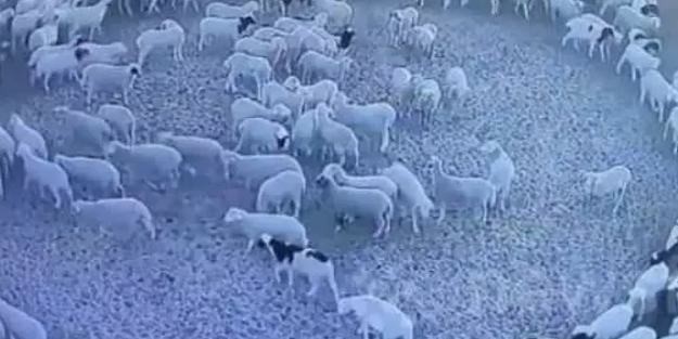Çin'de 12 gün boyunca durmadan sırayla dönen koyunların gizemi: Çarpıcı gerçek ortaya çıktı! Meğerse...