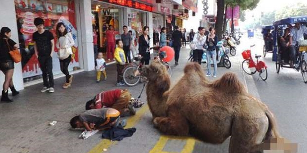 Çin'de akıl almaz dilencilik!