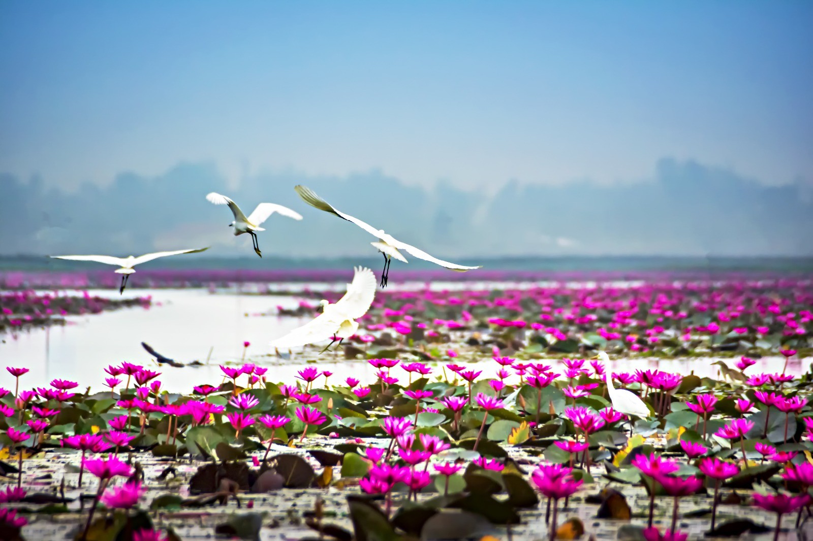 Çin’de bulunan biyolojik tür sayısı rekor