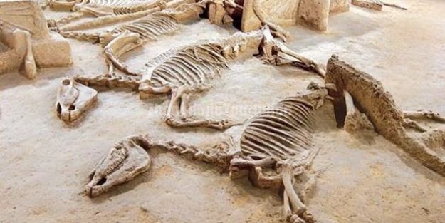 Çin'de bulundu! 500 atı diri diri gömmüşler