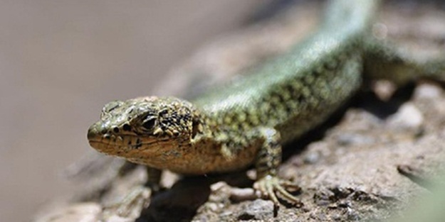 Çin'de bulundu! Canlı embriyoları kanında taşıyor