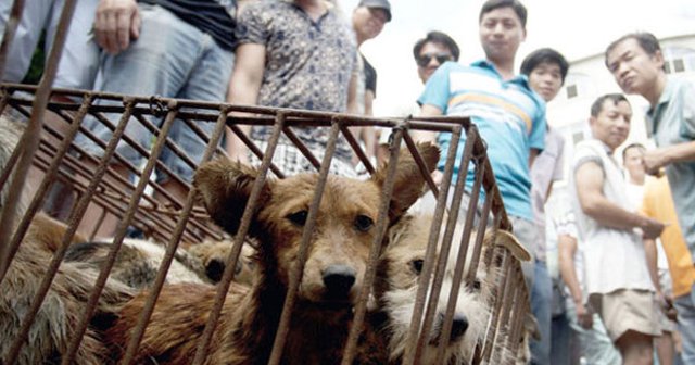 O ülkede büyük vahşet festivali başladı