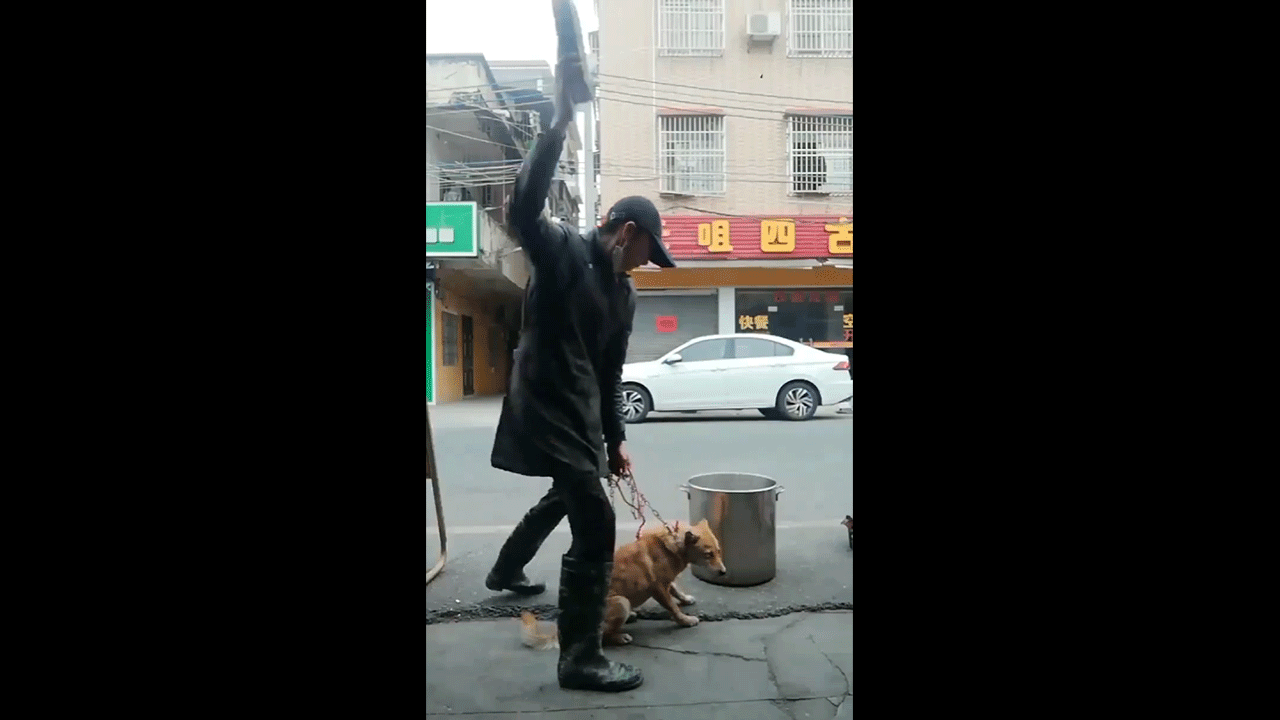 Çin’de dehşet görüntüler! Köpeğin kafasına taşla vurup kaynar suya attılar