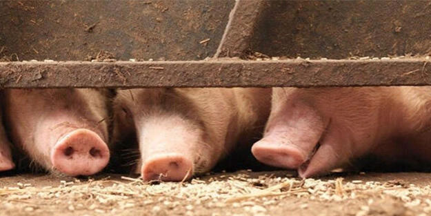 Çin’de domuz vebasına rastlandı