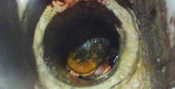 Çin'de kan donduran olay