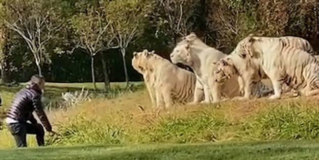 Çin’de kaplanların yanına giren kişi korkuttu