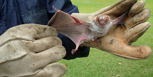 Çin'de korkutan koronavirüs gelişmesi! 'Yeni bir pandemiye yol açabilir'