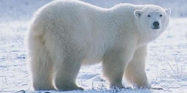 Çin'de kutup ayılarını kullanarak reklam yapan otel tepki çekti