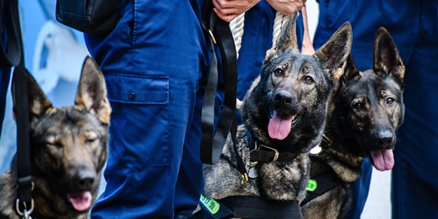 Çin'de tecrübeli K9 klonlandı