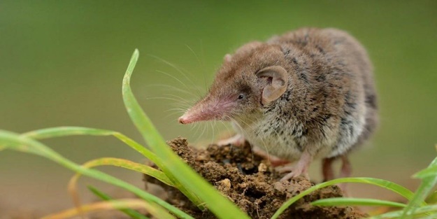 Çin'de tespit edilen LayV virüsü 35 kişide görüldü