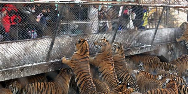 Çin'de vahşi eğlence