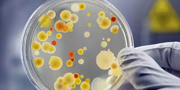 Çin'de yeni bir virüs tespit edildi