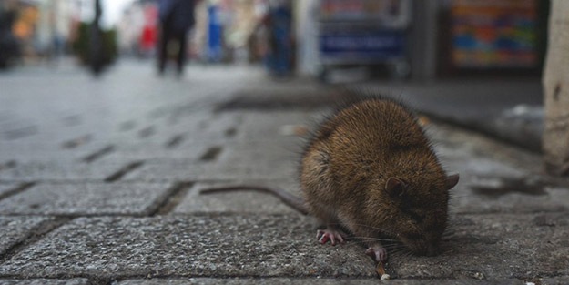 Çin’de yeni virüs ortaya çıktı! 30’dan fazla kişi karantinada