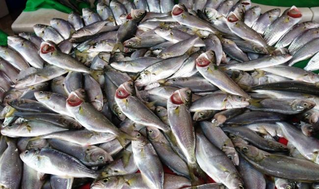 Çinekop, kırmızı eti 