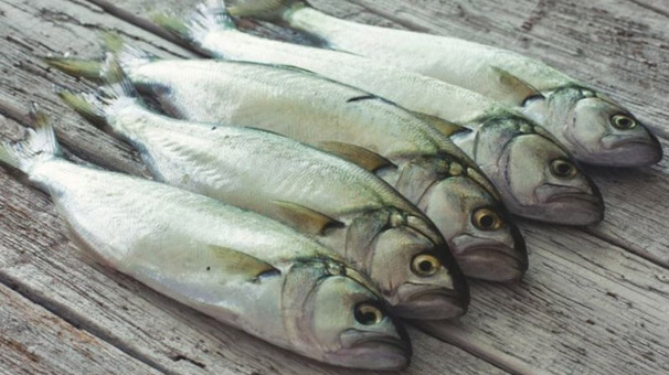 Çinekop tezgahlarda yerini alıyor