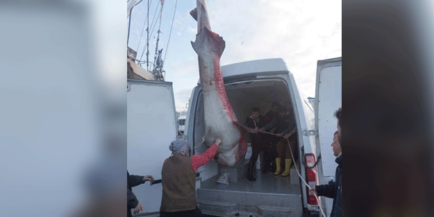 Çinekop yakalamak isterken… Nasıl taşıyacaklarını bilemediler