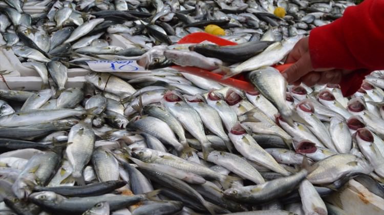 Çinekopun ücretinde büyük düşüş