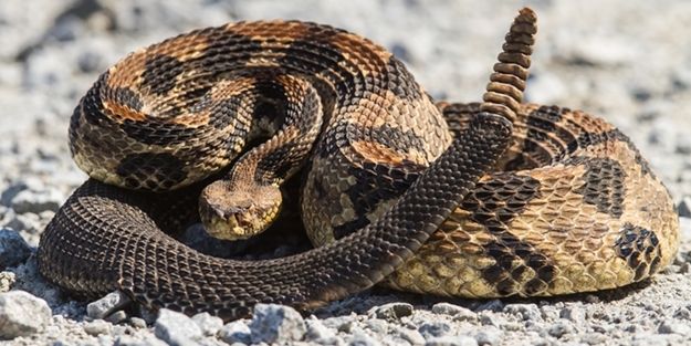 Çıngıraklı yılandan etkilenip, bunu yaptılar!