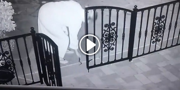 Çıngıraklı yılanı oyuncak zannedince...