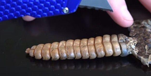 Çıngıraklı yılanın kuyruğunu açtılar! - FOTO