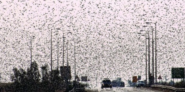 Çin'in 9 kentini çekirge orduları istila etti!