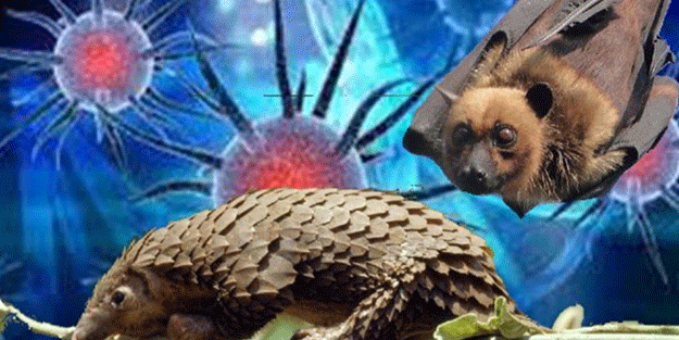 Çin'in ardından o ülke de yarasa ve pangolin yenmesi yasakladı