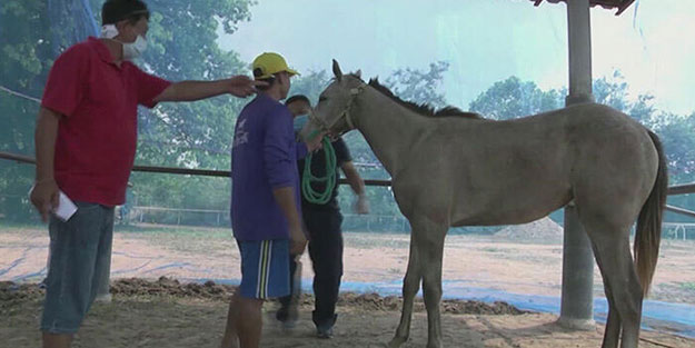 Çin'in yanı başında bir virüs daha patlak verdi