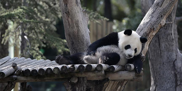 Çinliler bunu da yaptı!