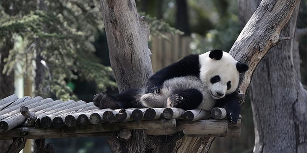 Çinli bilim adamları pandaların dilini çözdü!