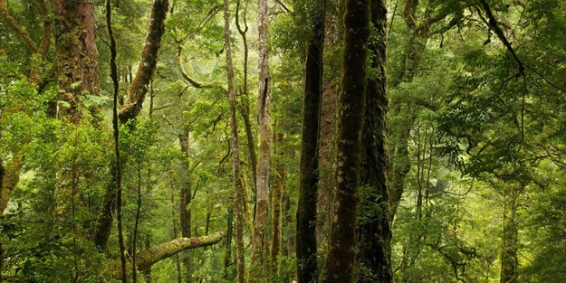 Çinli maden şirketinin projesine tepki