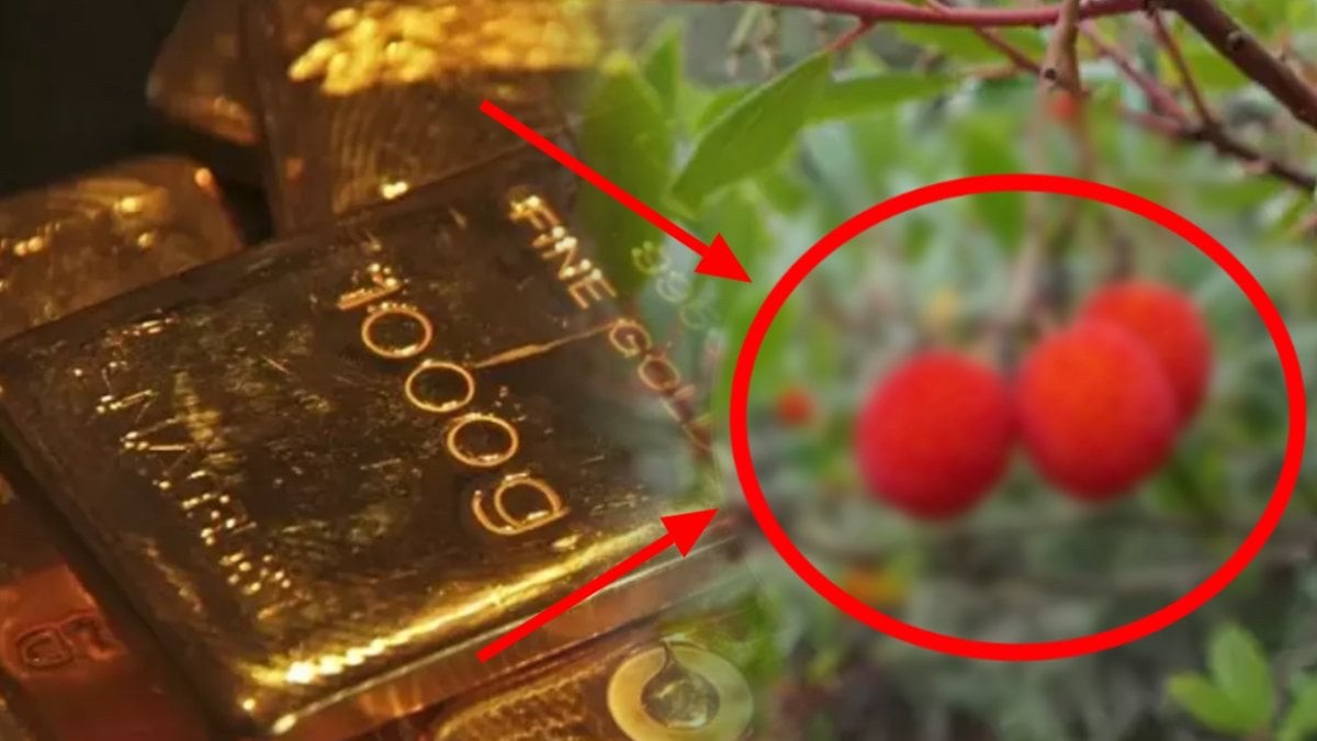 Çinliler avuç avuç yiyor! O kadar çok faydası var ki… Trakya ve Ege'de kendi yetişiyor, değeri altınla yarışıyor