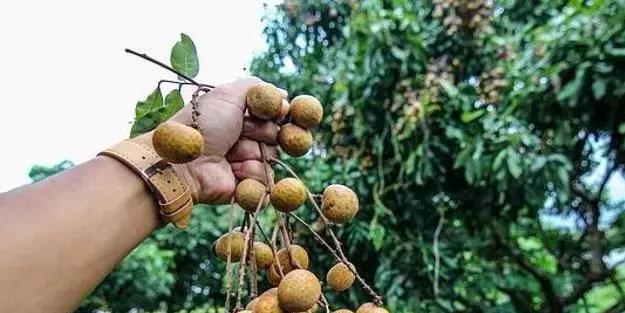 Çinliler avuç avuç yiyor! Sakın unutmayın: Bağışıklık sistemini çelik gibi yapan olarak biliniyor