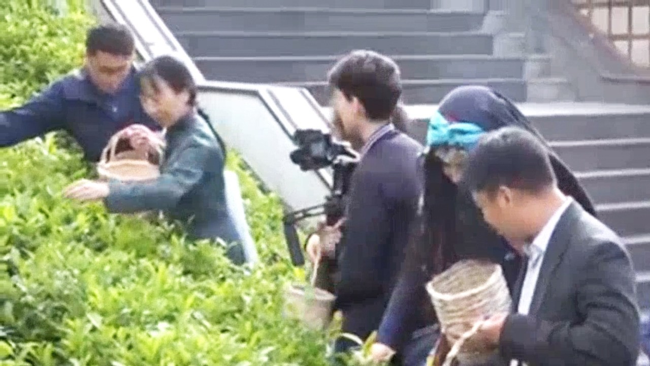 Çinliler bunu da yaptı! Kimin aklına gelir ki: Rize'de çay topladılar!